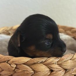 Sailor 4 - Black and gold female Yorkshire Terrier puppy in Los Angeles, California from 818 Yorkies