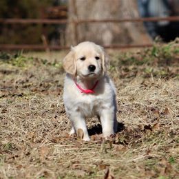 Golden Retriever Puppies from Golden Barnes Kennel