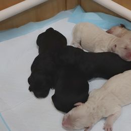 Goldendoodle Puppies from Daniel’s Doodles