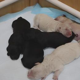 Goldendoodle Puppies from Daniel’s Doodles