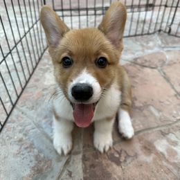 Pembroke Welsh Corgi Puppies from G & H Corgis