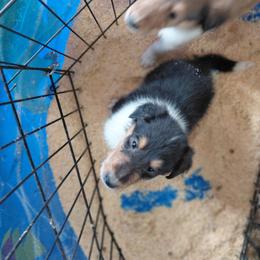 Reserved P Jones - Black white and tan male Collie puppy in St Stephens, Wyoming from Desert Kennels