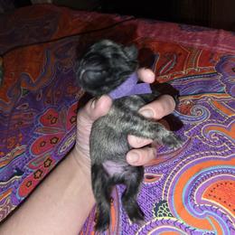 Shinso - Brindle male Pug puppy in Spokane, Washington from Kapelac's Royal Pugs