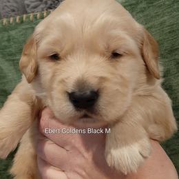 Black collar - Golden male Golden Retriever puppy in Saint Helens, Oregon from Ebert Golden Retrievers & Pugs