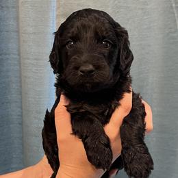 Light blue collar girl - Black female Goldendoodle puppy in Fairfield, California from Twin Sisters Doodles