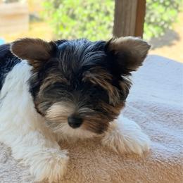 Remi-boy  2250 AKC - Black tan and white male Biewer Terrier puppy in Douglas, Georgia from Heartland small breeds