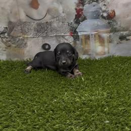 Black and Tan Smooth Girl - Black and tan female Dachshund puppy in Killeen, Texas from Southern Dachshunds