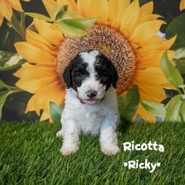 Ricky - Brown and white male Sheepadoodle puppy in Berwick, Pennsylvania from Wright’s Wiggle Butts