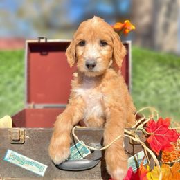 Chip - Apricot male Goldendoodle puppy in Willacoochee, Georgia from Kitandkboodle's Doodles