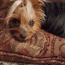 Yorkshire Terrier Puppies from Jazmin Petruchik