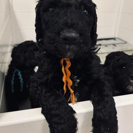 Orange boy, Sammy - Black male Poodle puppy in Gainesville, Georgia from Rose’s Goldendoodles & Standard Poodles