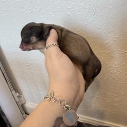 Brownie - Cream male Dachshund puppy in Fort Worth, Texas from The Holloway Dachshunds