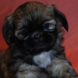 Shih Tzu Puppies from The Townsend Tzu