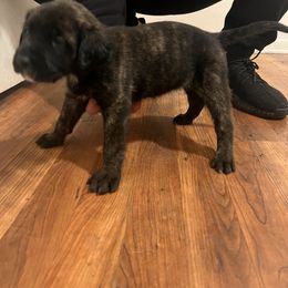 Mastiff Puppies from FrontlineK9 Boarding & Training LLC