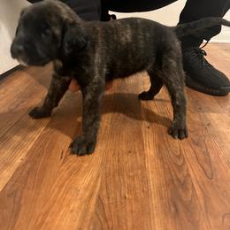 Mastiff Puppies from FrontlineK9 Boarding & Training LLC