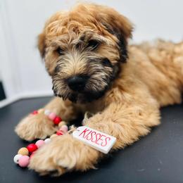 Brown - Wheaten male Soft Coated Wheaten Terrier puppy in Grand Prairie, Texas from Wonderful Wheatens
