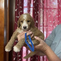 Cora Little boy Blue - Apricot male Goldendoodle puppy in Hardeeville, South Carolina from Pups of the Lowcountry