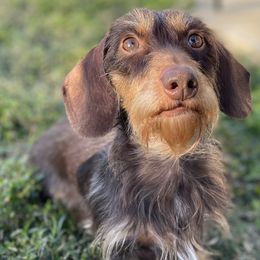 Rigatoni - Dachshund