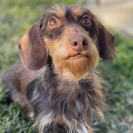 Rigatoni - Dachshund