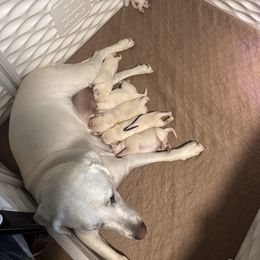 Purple - Yellow female Labrador Retriever puppy in Orangevale, California from Willow Kane Farm Labrador Retrievers