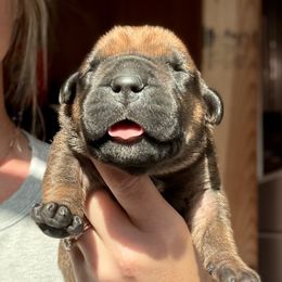 Red Male - Red male Boerboel puppy in Manitowoc, Wisconsin from Mae Boerboel
