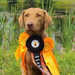 Shayan - Chesapeake Bay Retriever