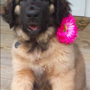 Leonbergers from Dunderave Kennel