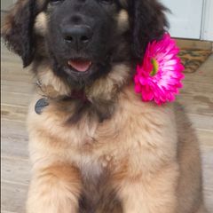 Leonbergers from Dunderave Kennel