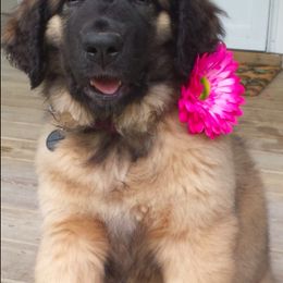 Leonbergers from Dunderave Kennel