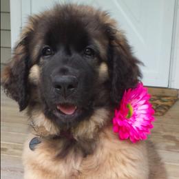 Leonbergers from Dunderave Kennel