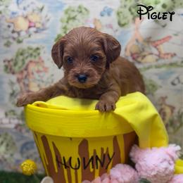 Piglet - Red  female Goldendoodle puppy in Williamson, New York from Lakeside Doodles