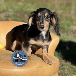 Girl 1 - Dachshund puppy in California from K’s Homestead