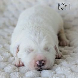 Black collar - White male Great Pyrenees puppy in Yakima, Washington from Naches Heights Ranch