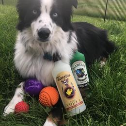 Miniature Australian Shepherd and Toy Australian Shepherd All Grown Up from 2Lazy2P Mini Aussies