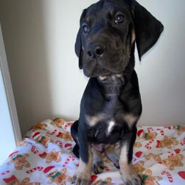 Kevin - Black male Great Dane puppy in Spartanburg, South Carolina from Pawlmetto Danes