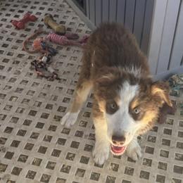 Sunny - Red tri-color male Australian Shepherd puppy in Lancaster, California from Al Sira Australian Shepherds