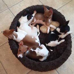 Rat Terriers from Crestwood