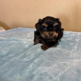 Puppy 2 - Chocolate and tan male Shih Tzu puppy in Whittier, California from Shihtzu