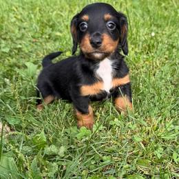 Boy 1 - Black and tan male Dachshund puppy in Belmont, Wisconsin from ATR Dachshunds