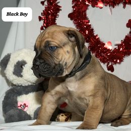 Boy 3 - Boerboel puppy from Brickhouse Boerboels