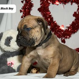 Boy 3 - Boerboel puppy from Brickhouse Boerboels