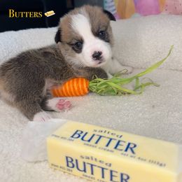 Butters - Sable Pembroke Welsh Corgi puppy in Salisbury, Maryland from Coastal Corgis