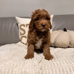 Boy 3 - Red  male Goldendoodle puppy in Sacramento, California from Goldendoodlesca