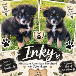 Inky - Black tri female Miniature American Shepherd puppy in Covington County, Alabama from Sweetbay Aussies/ Miniature American Shepherds