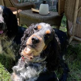 English Springer Spaniels from Cherokee Springers of NWFL