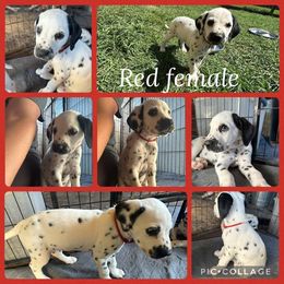 Girl 2 - female Dalmatian puppy in Houston, Texas from Dogs R Us