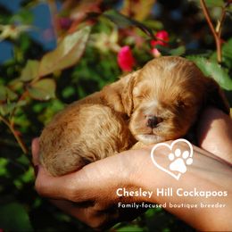 Cockapoo Puppies from Chesley Hill Cockapoos