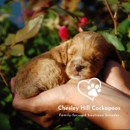 Cockapoo Puppies from Chesley Hill Cockapoos