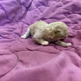 White girl - White female Poodle puppy in Birmingham, Alabama from Stormborn