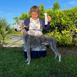 Whippets from Sanasha Whippets